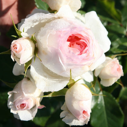 Rosa ‘Stephanie Baronin zu Gutenberg’ bianca con centro rosa e boccioli.