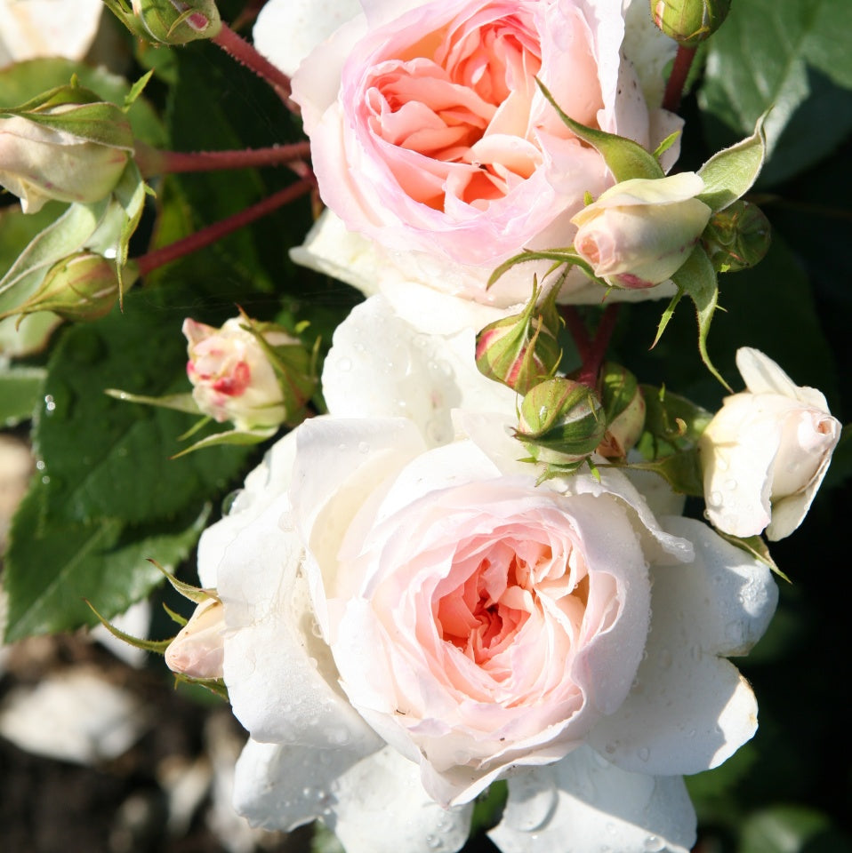 Rosa ‘Stephanie Baronin zu Gutenberg’ bianca dalle sfumature rosate.
