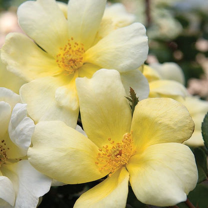Rosa ‘Sunny Knock Out’ gialla con centro dorato.