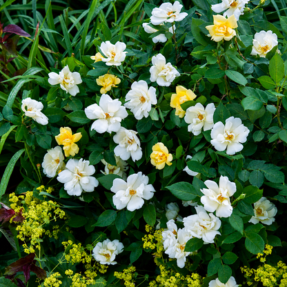 Rosa ‘Sunny Knock Out’ in fiore con boccioli gialli e bianchi.