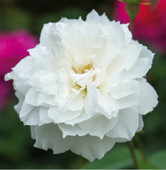 Rosa Susan Williams-Ellis con grandi fiori bianchi