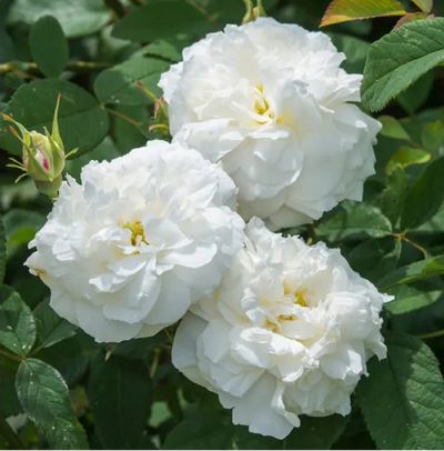 Dettaglio ravvicinato di rosa Susan Williams-Ellis con petali bianchi