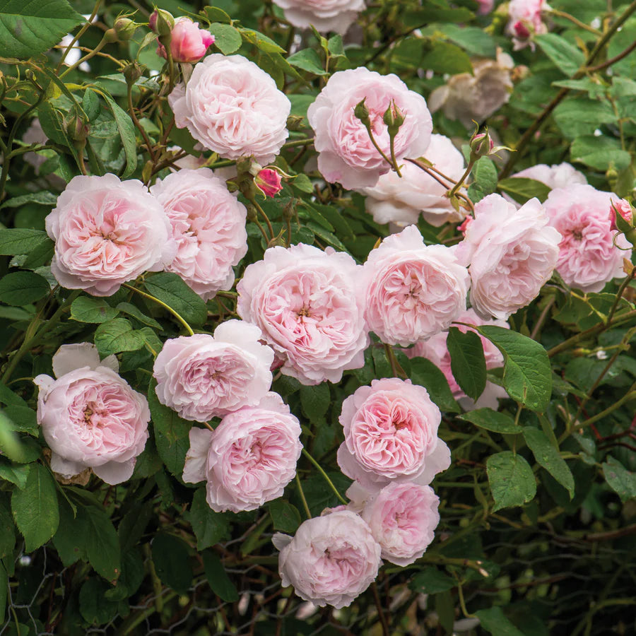 Pianta di rosa The Albrighton Rambler con abbondante fioritura rosa