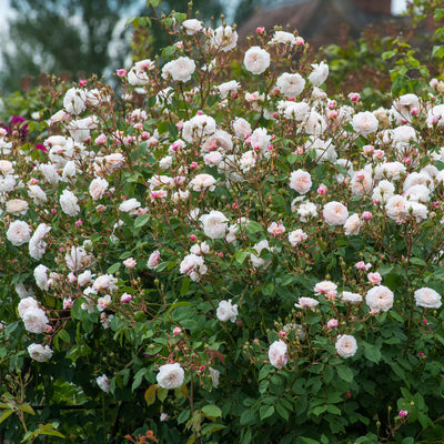 Pianta di rosa The Albrighton Rambler con abbondante fioritura rosa e foglie verdi ornamentali