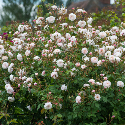 Pianta di rosa The Albrighton Rambler con abbondante fioritura rosa e foglie verdi ornamentali