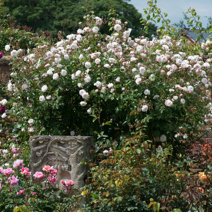 Pianta di rosa The Albrighton Rambler con abbondante fioritura rosa in giardino