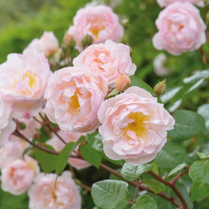 Rosa The Lady of the Lake con delicati fiori rosa chiaro