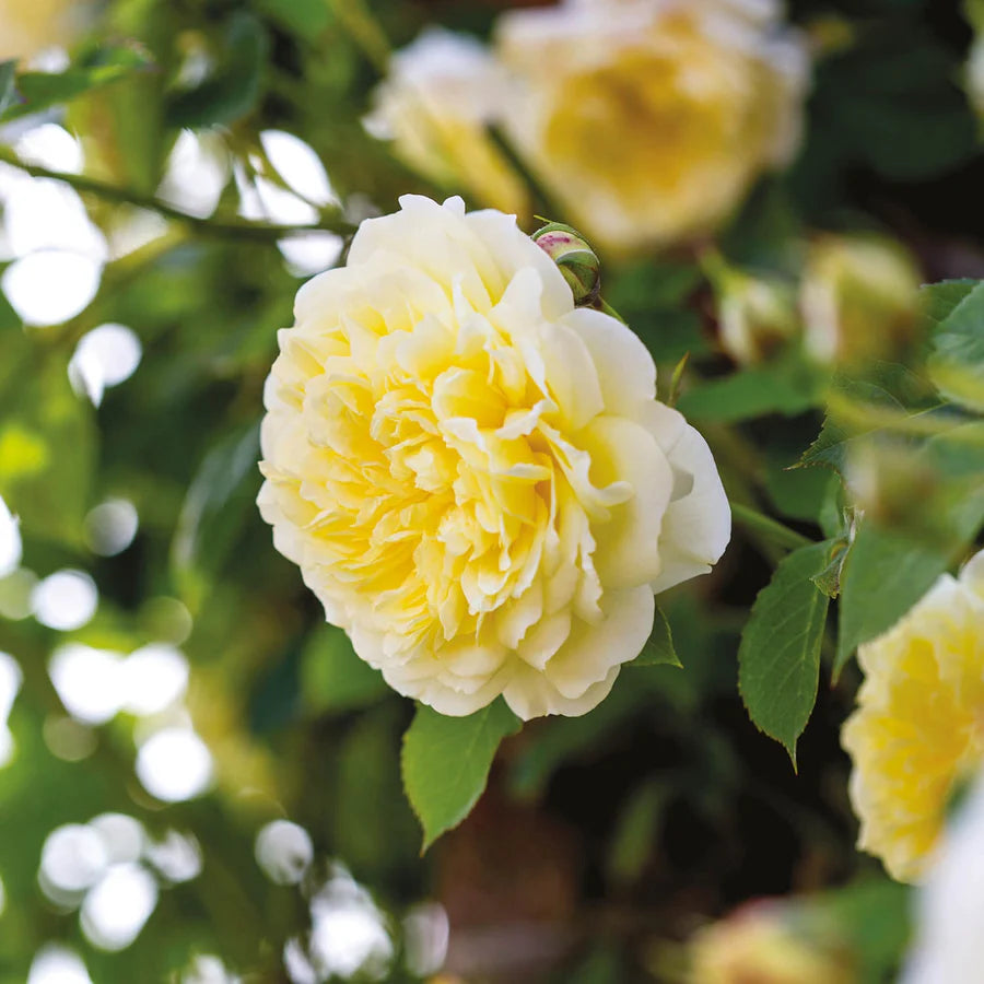 Rosa The Pilgrim con grandi fiori giallo tenue