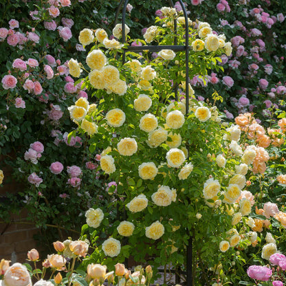 Pianta di rosa The Pilgrim con abbondante fioritura giallo chiaro