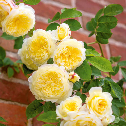 Dettaglio ravvicinato di rosa The Pilgrim con petali giallo tenue e fogliame verde lucido