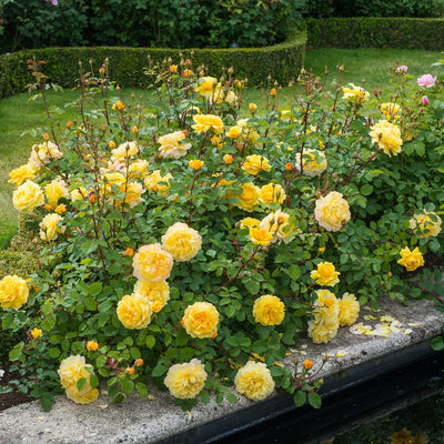 Rosa The Poet’s Wife con grandi fiori giallo intenso coltivata in giardino