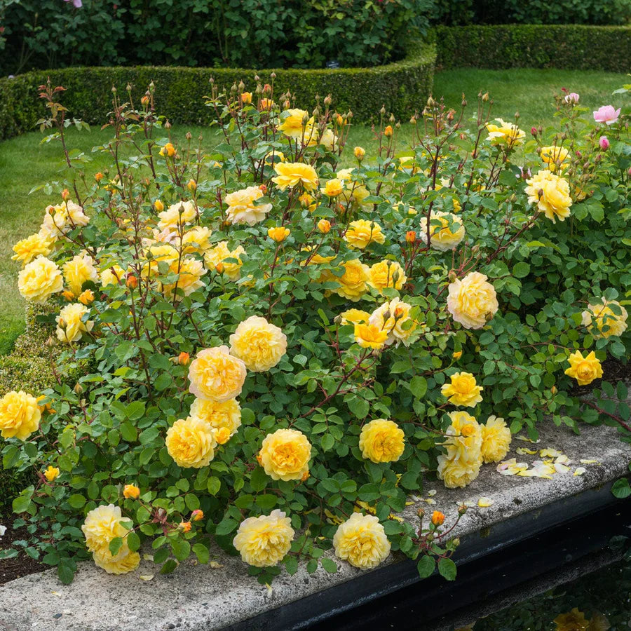 Rosa The Poet’s Wife con grandi fiori giallo intenso coltivata in giardino