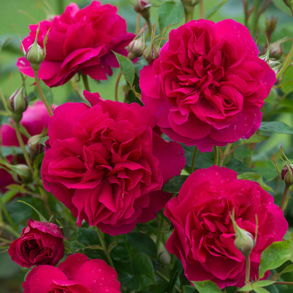 Dettaglio di fiore della rosa Thomas Becket con petali rosso intenso e forma romantica