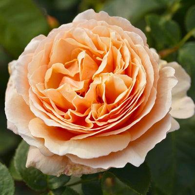 Rosa Tropicana con grandi fiori arancioni profumati