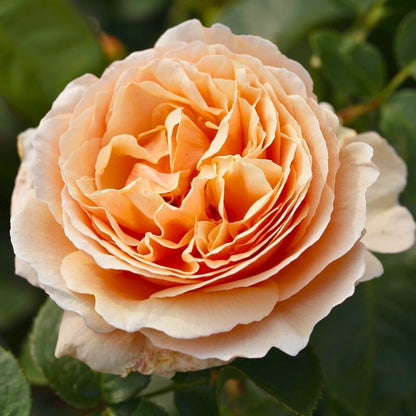 Rosa Tropicana con grandi fiori arancioni profumati