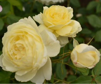 Dettaglio di fiore della rosa Vanessa Bell con petali crema sfumati di giallo tenue