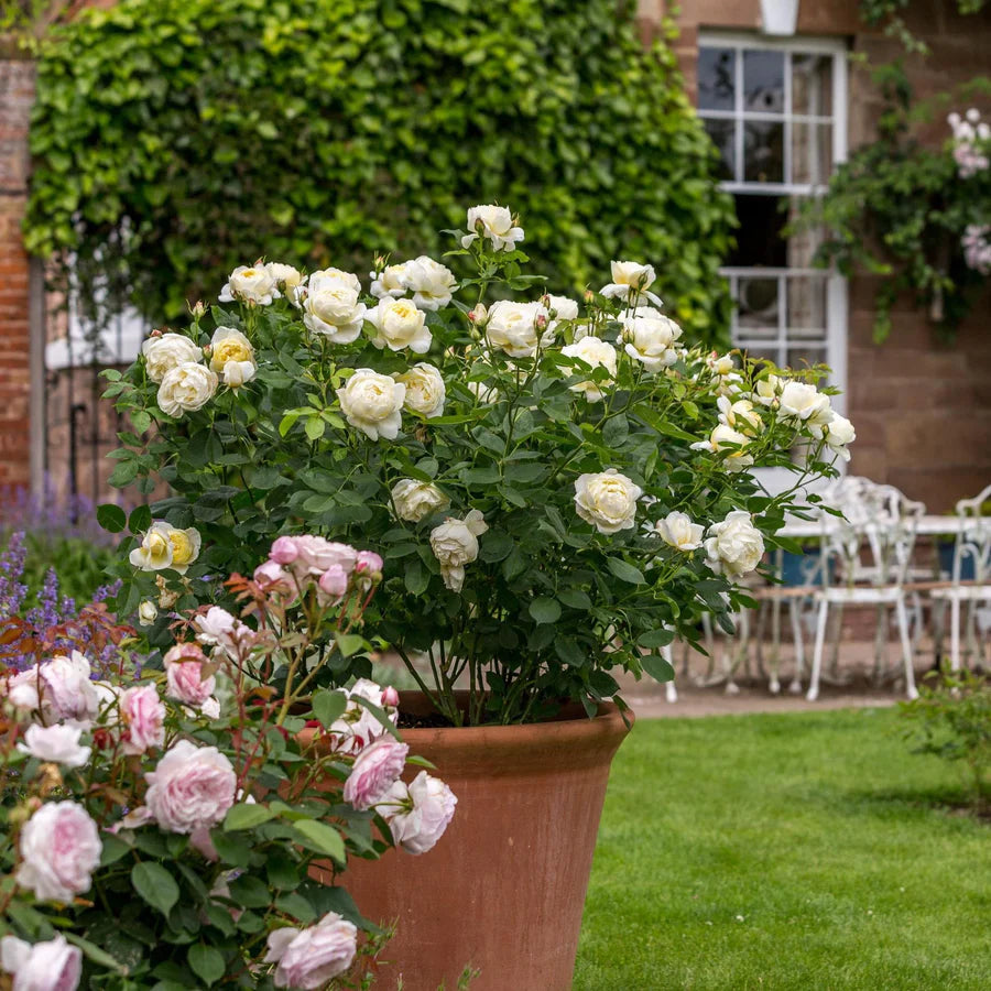 Rosa Vanessa Bell con grandi fiori giallo crema coltivata in vaso