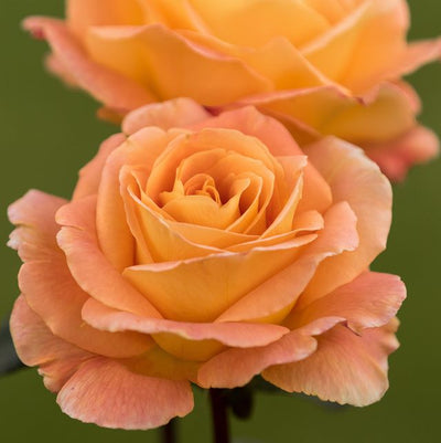 Rosa ‘Whisky’ color pesca in primo piano.