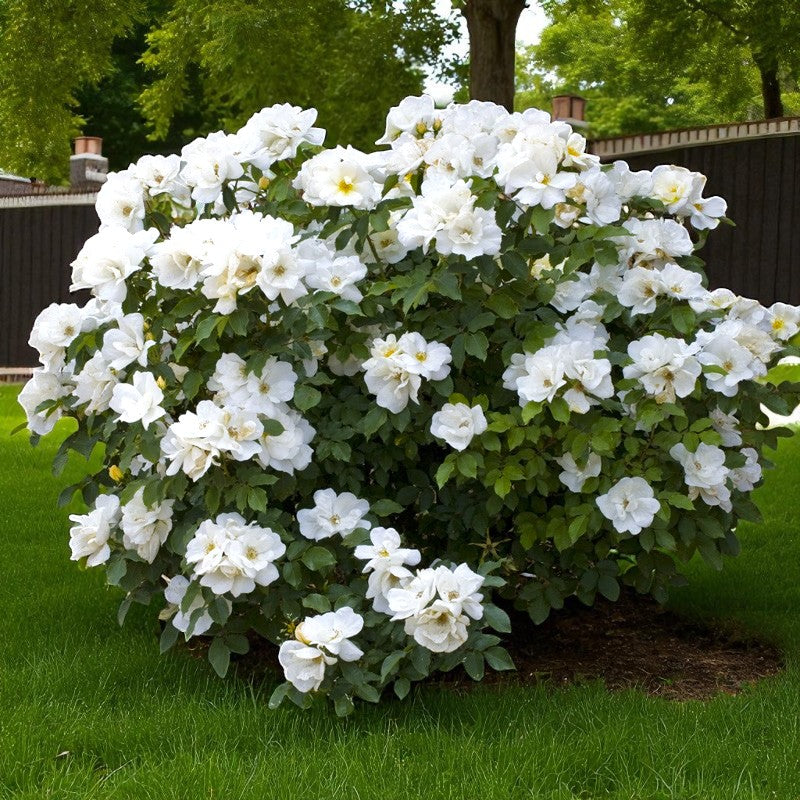 Rosa White Knock Out in giardino