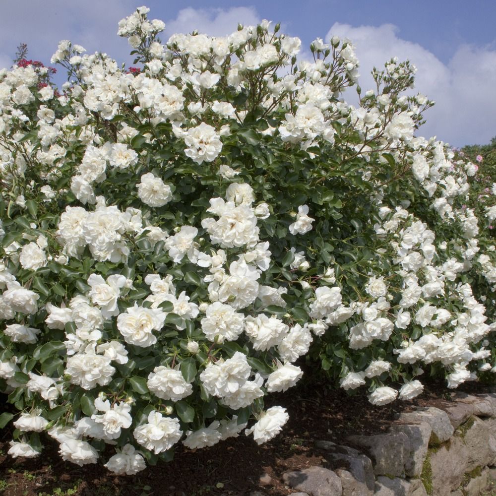 Rosa ‘White Meicoublan’ bianca