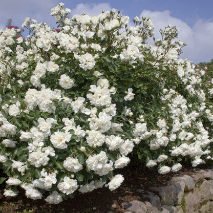 Rosa ‘White Meicoublan’ bianca