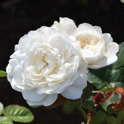 Dettaglio ravvicinato di Rosa 'William and Caterine'