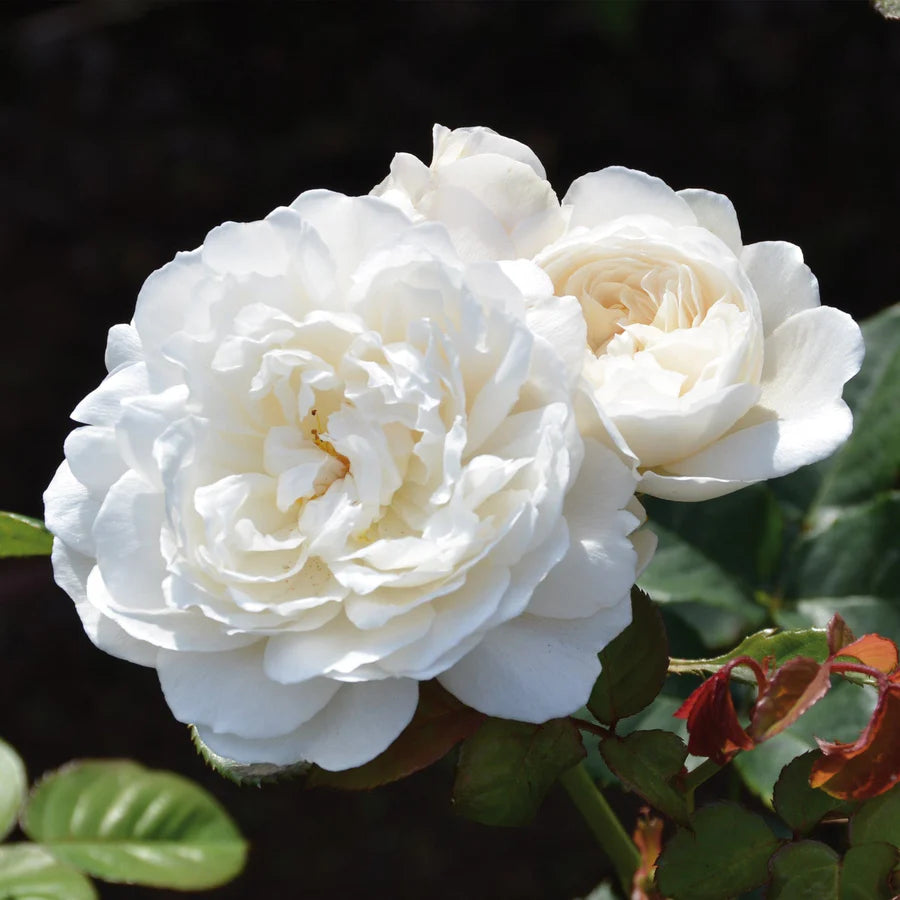Dettaglio ravvicinato di Rosa 'William and Caterine'