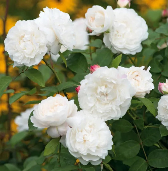 Rosa William and Caterine con grandi fiori