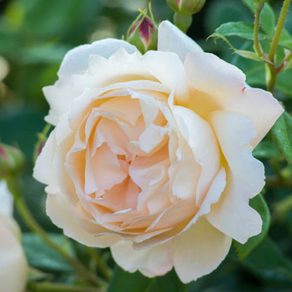 Dettaglio di fiore della rosa Wollerton Old Hall con petali crema sfumati albicocca