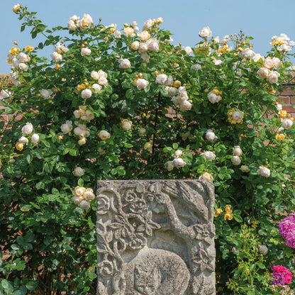 Pianta di rosa Wollerton Old Hall con abbondante fioritura romantica e foglie verdi ornamentali
