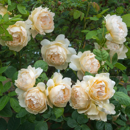 Rosa Wollerton Old Hall con grandi fiori crema albicocca
