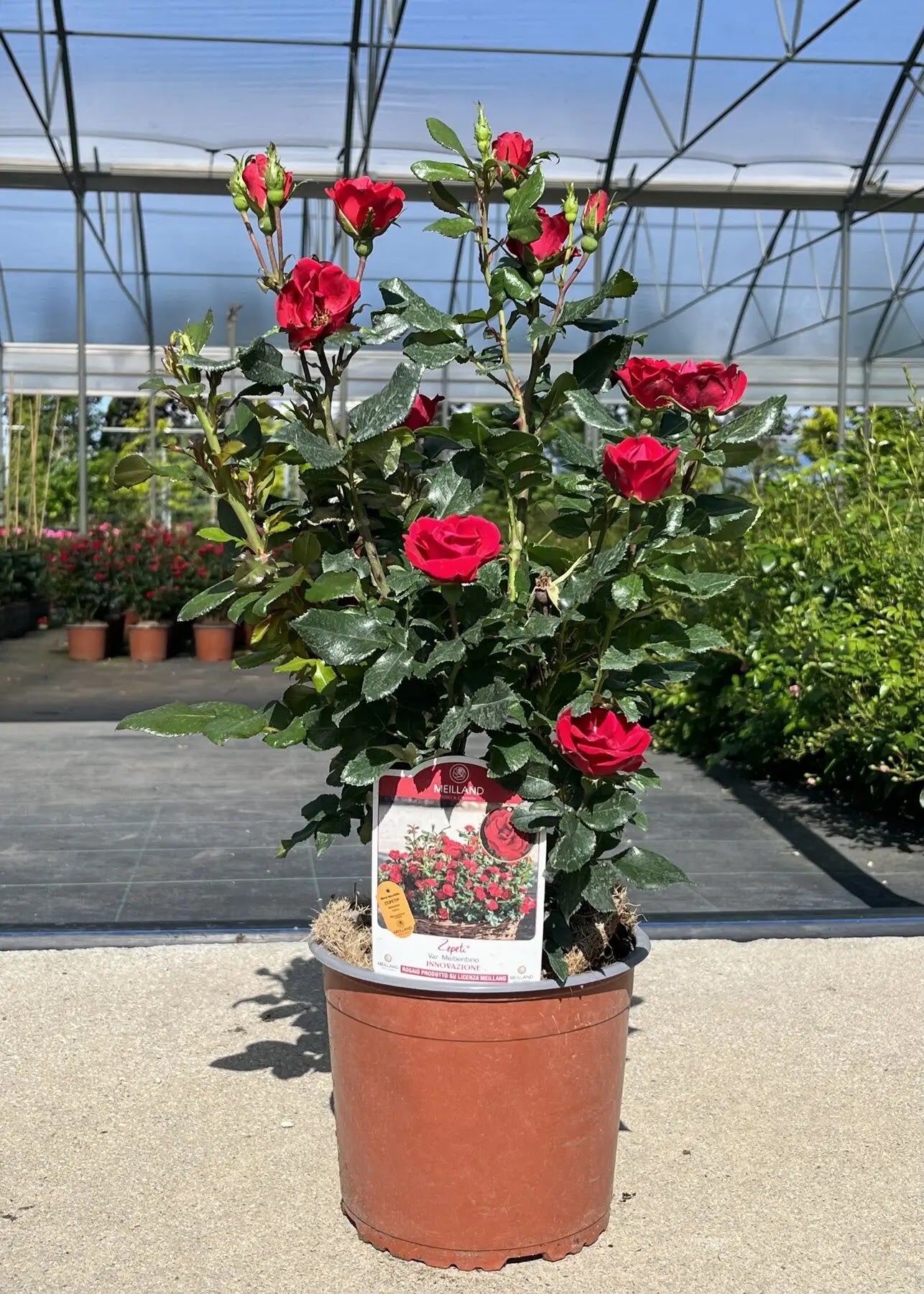 Rosa Zepeti in vaso in vivaio