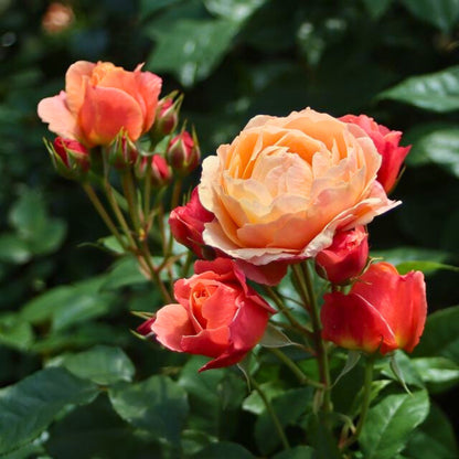 Dettaglio ravvicinato di rosa Creme Brûlée con petali rosa-albicocca e fogliame verde lucido