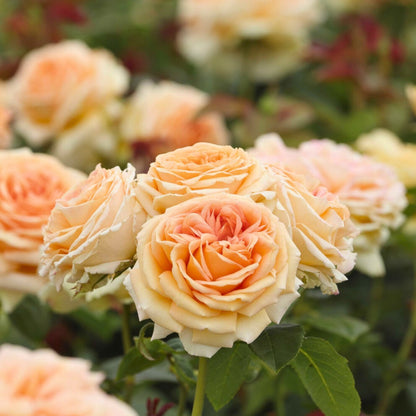 Pianta di rosa Lady Capri con abbondante fioritura arancio pesca e foglie verdi ornamentali