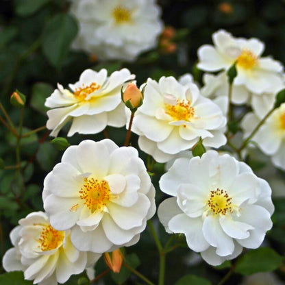 Pianta di rosa Regina della Neve con boccioli chiari e fiori