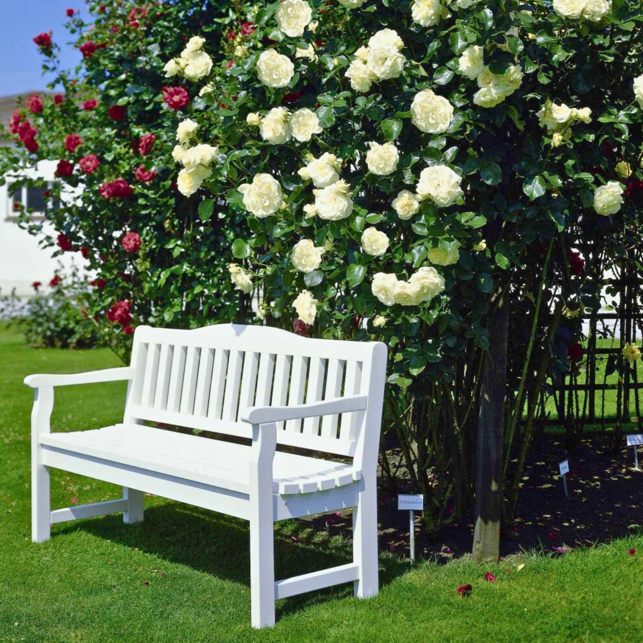 Rosa Schneewalzer con grandi fiori bianchi rampicanti