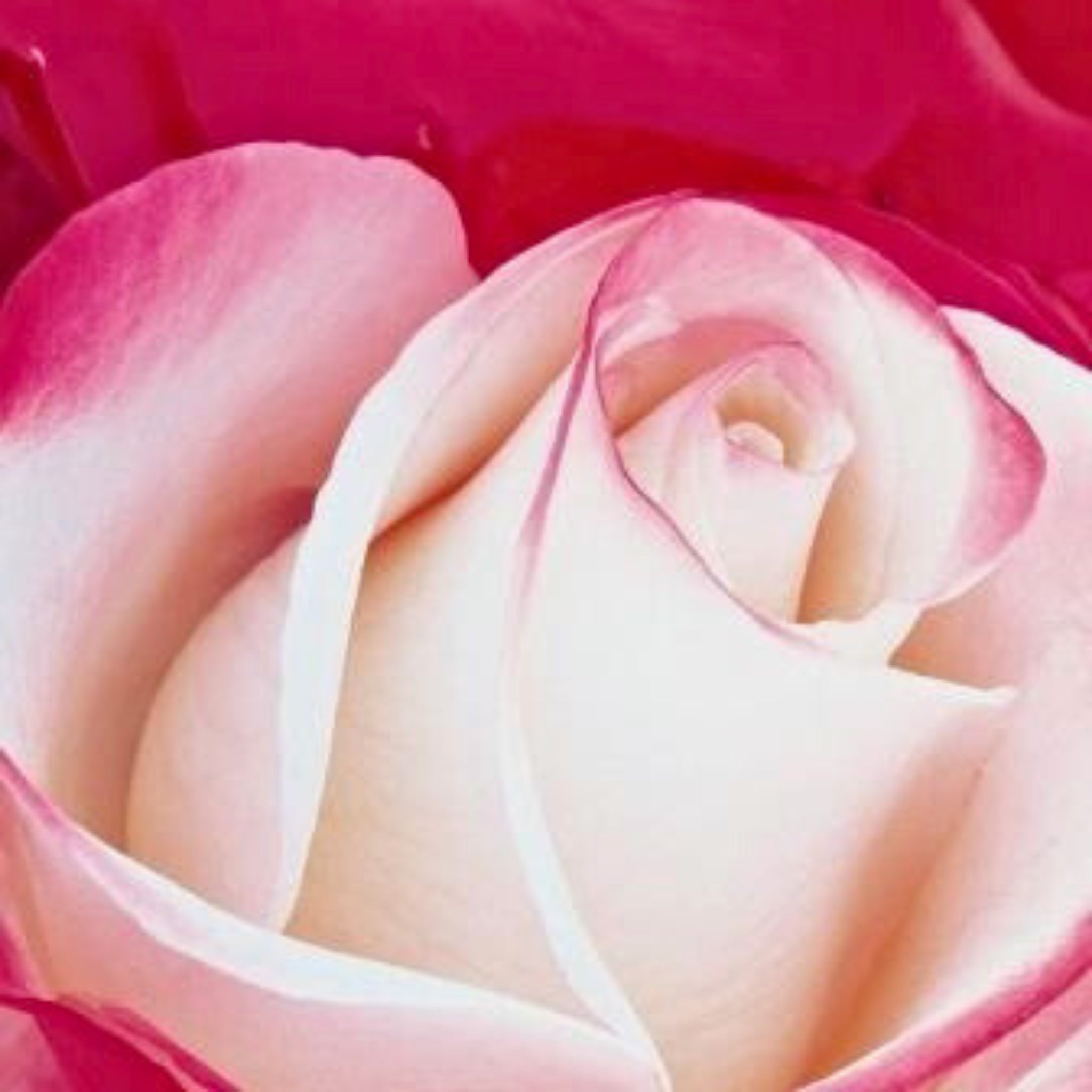 Dettaglio di fiore della rosa Nostalgie con petali bianco-crema e bordi rosso intenso