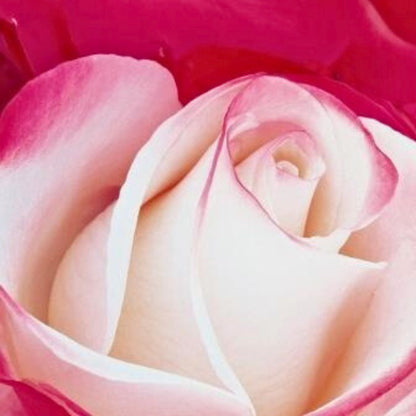 Dettaglio di fiore della rosa Nostalgie con petali bianco-crema e bordi rosso intenso