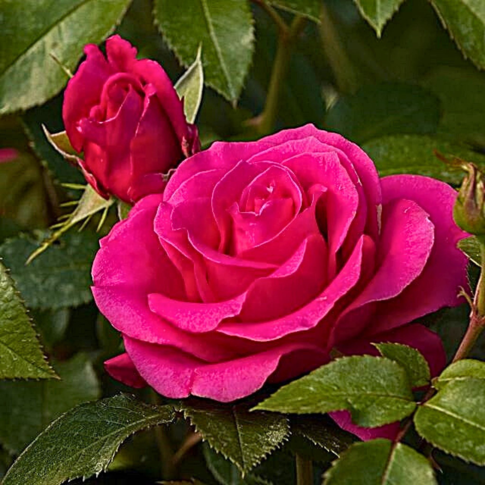 rimo piano di rosa Love Letter con fiore fucsia aperto e petali eleganti