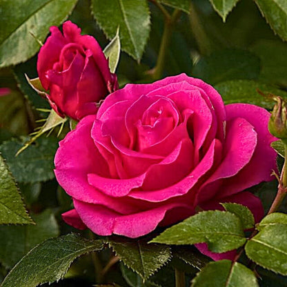 rimo piano di rosa Love Letter con fiore fucsia aperto e petali eleganti