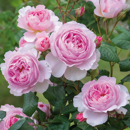 Pianta di rosa Ancient Mariner con abbondante fioritura rosa brillante