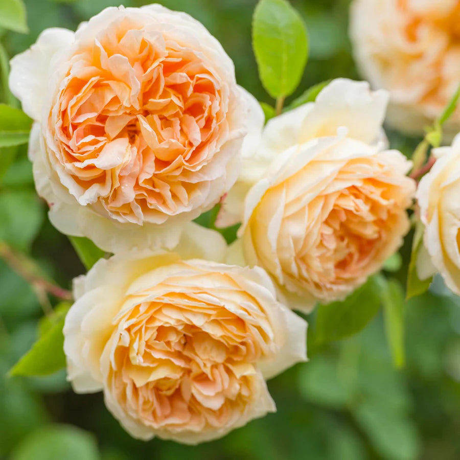 Primo piano di rosa Bathsheba con grande fiore doppio albicocca aperto e petali vellutati