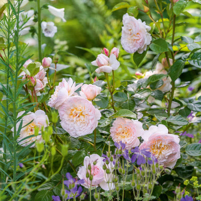 Pianta di rosa Emily Brontë con abbondante fioritura rosa cipria e foglie verdi ornamentali