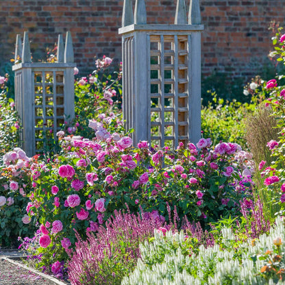 Pianta di rosa Gertrude Jekyll con abbondante fioritura rosa