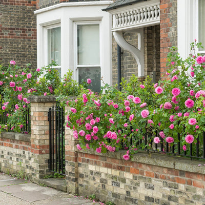 Pianta di rosa Gertrude Jekyll con abbondante fioritura rosa