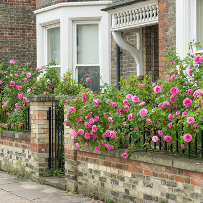 Pianta di rosa Gertrude Jekyll con abbondante fioritura rosa
