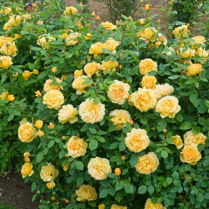 Pianta di rosa Golden Celebration con abbondante fioritura giallo oro e foglie verdi ornamentali