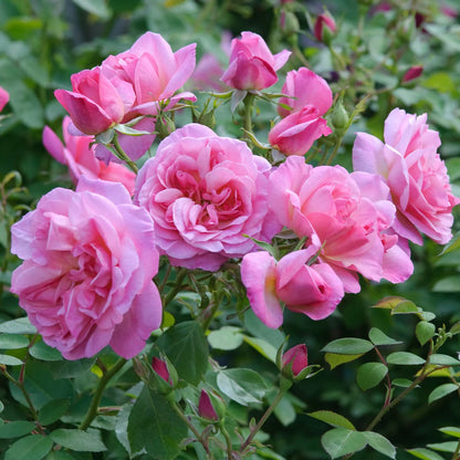 Rosa Hyde Hall con grandi fiori rosa tenue