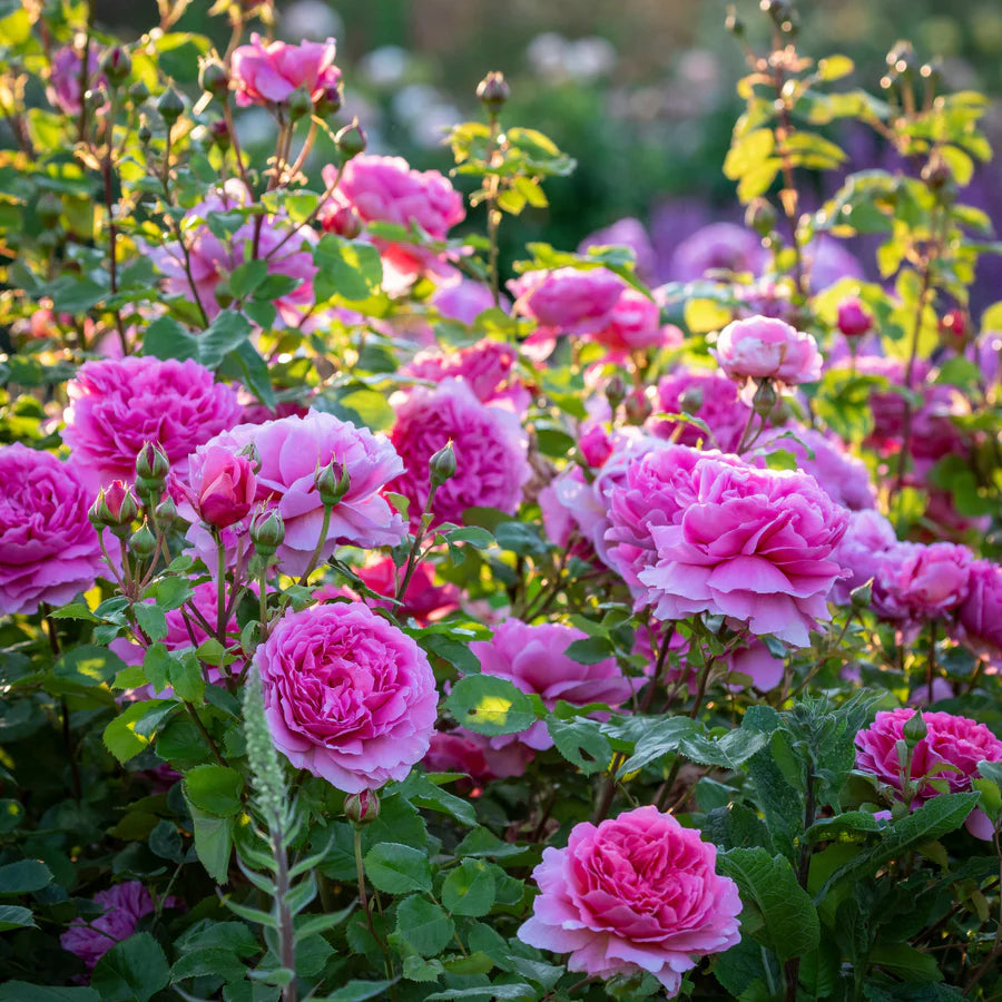 Pianta di rosa Princess Alexandra of Kent con abbondante fioritura rosa