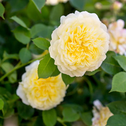Primo piano di rosa The Pilgrim con grande fiore doppio giallo crema aperto